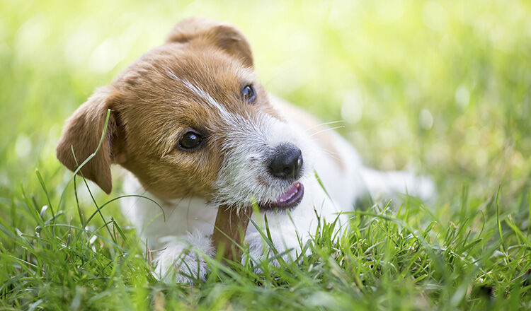 Healthy happy Jack Russell Terrier pet dog puppy chewing bone for cleaning teeth